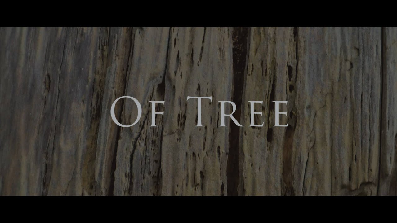 Melorman /  Mokhov / Data Rebel / SineRider - Of Tree