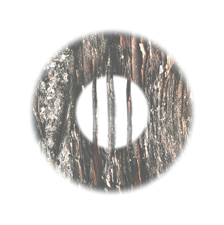 Melorman / Mokhov / Data Rebel / SineRider - Of Tree